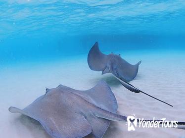 Grand Cayman Stingray City, Coral Garden and Turtle Farm Tour