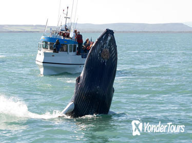 Whale Watching including Gullfoss and Geysir Express Tour from Reykjavik
