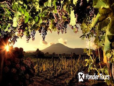 Wine Tasting on the slopes of Mount Vesuvius from Naples