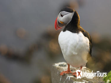 Iceland Super Saver: Puffin Cruise plus Whale-Watching Tour from Reykjavik