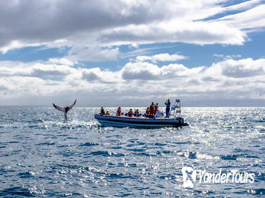 Small-Group Reykjavik RIB Whale Watching Cruise