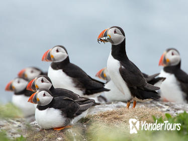 Reykjavik Shore Excursion: Puffin Sightseeing Cruise