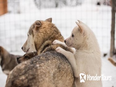 Lapland Husky Safari from Saariselkä