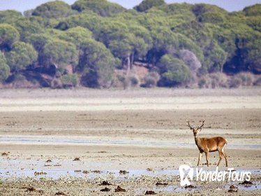 Private Day Trip from Cádiz: DoÃƒÂ±ana National Park & Sanlucar