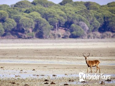 Private Day Trip from Jerez: DoÃƒÂ±ana National Park & Sanlucar