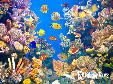 Valencia Shore Excursion: Valencia Hop-On-Hop-Off Tour with Optional Oceanographic Aquarium Ticket