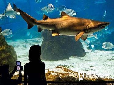 Barcelona Aquarium Skip the Line Ticket