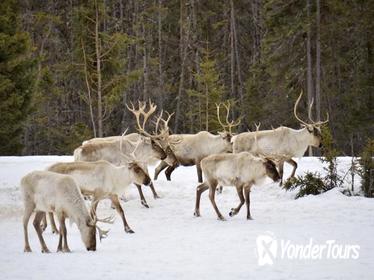 Reindeer Sleigh Ride from Luosto