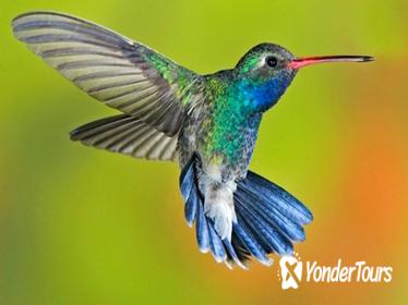 11-Day Birdwatching Tour from Cancun