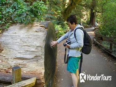 Coastal Redwoods Visit with San Francisco Hop-On Hop-Off Tour