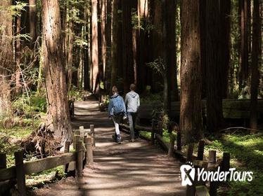 Redwoods, California Coast & Sausalito Day Trip from San Francisco
