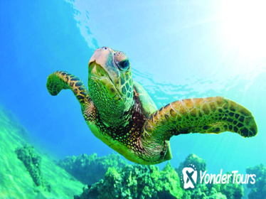 Turtle Canyon Snorkel Cruise by Catamaran