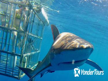 Oahu Shark Dive