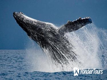 Humpback Whale Watching in Cabo San Lucas