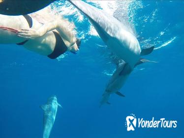 Kona Wild Dolphin and Reef Snorkel Adventure
