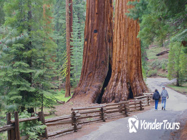 2-Day Yosemite National Park Tour from San Francisco