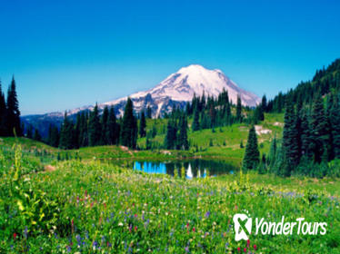 Mt. Rainier Day Tour from Seattle