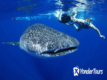 Swim with Whale Sharks All Inclusive Tour from Los Cabos