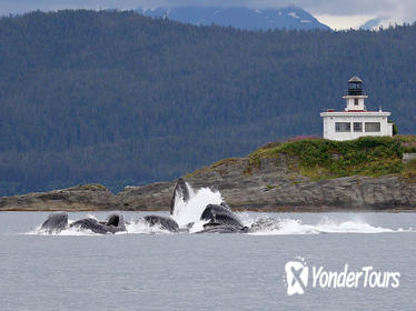 Whale Watch and Mendenhall Glacier Combo Tour
