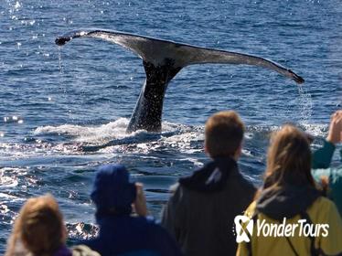 Whale Watching, Mendenhall Glacier, and Tracy's King Crab Shack Combo Tour