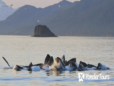 Juneau Whale Watching Tour