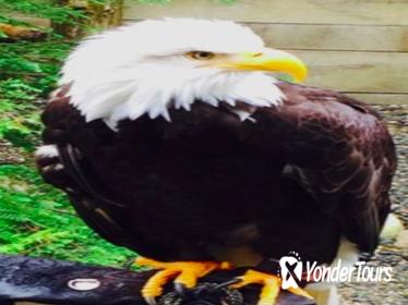 Ketchikan Shore Excursion: Eagle Sanctuary and Rainforest Wildlife Center