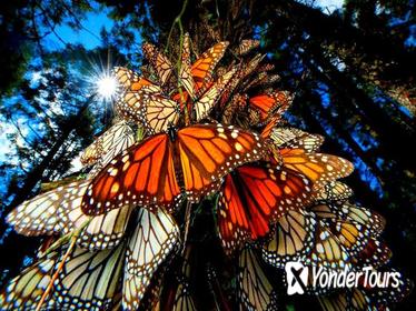 Monarch Butterfly Tour in Mexico - 7 day