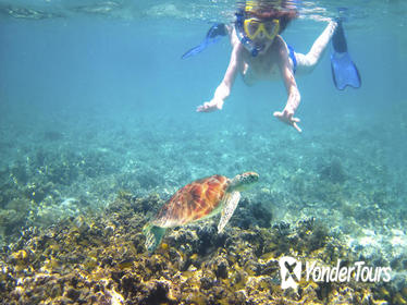 Turtle Reef Kayak Tour