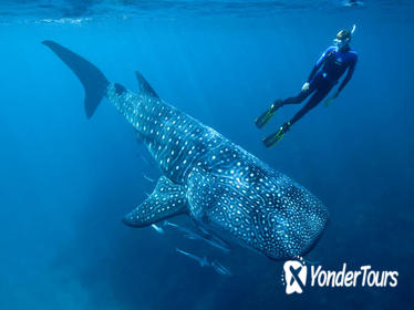Cancun Whale Shark encounter tours