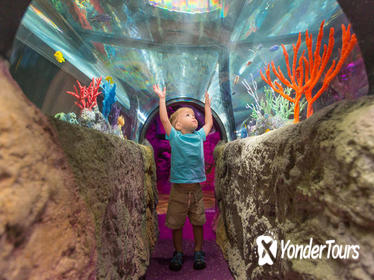 3-Attraction Ticket: Icon Orlando, Madame Tussauds Orlando and SEA LIFE Aquarium