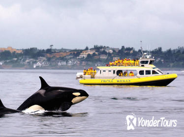 Victoria Whale Watching Adventure in a Covered Vessel