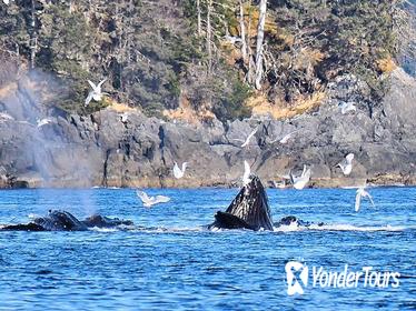 Amazing Whale Watching and Marine Wildlife Shore Excursion