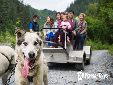Wilderness Dog Sled Ride and Tour