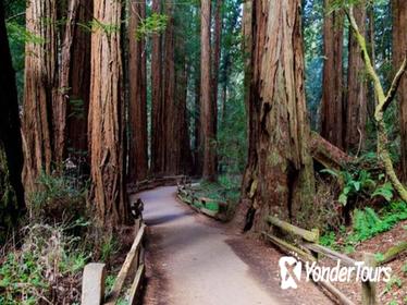 Shore Excursion: Coastal Redwoods and San Francisco Hop-On Hop-Off Tour