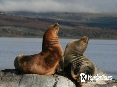 Beagle Channel and Seal Island Catamaran Tour from Ushuaia