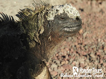 7-Day All Inclusive Galapagos 3 Islands Tour