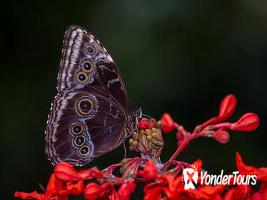 Butterfly Garden Tour in Monteverde