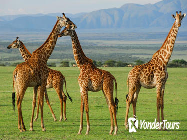 5-Day Lake Manyara Serengeti and Ngorongo Crater Camping Safari from Arusha