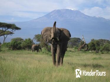 6-Day Masai Mara Interactive, Lake Nakuru & Amboseli Safari