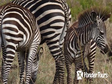 11-Day Safari Adventure in Southern Tanzania