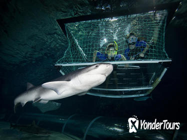 SEA LIFE Kelly Tarlton's Aquarium Shark Cage Experience
