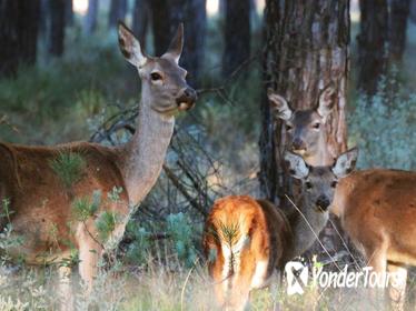 Donana National Park in Two Days from Seville