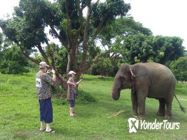 Half Day Visit Elephant Sanctuary in Chiang Mai